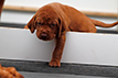 Vizsla Var Harkaly Welpen